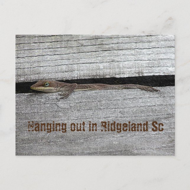Brown Anole Postcard (Front)