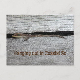 Brown Anole Postcard