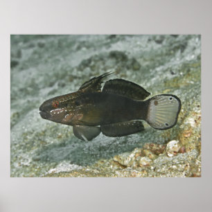 Brown-barred Goby Poster