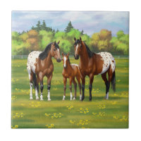 Brown Bay Appaloosa Horses In Summer Pasture
