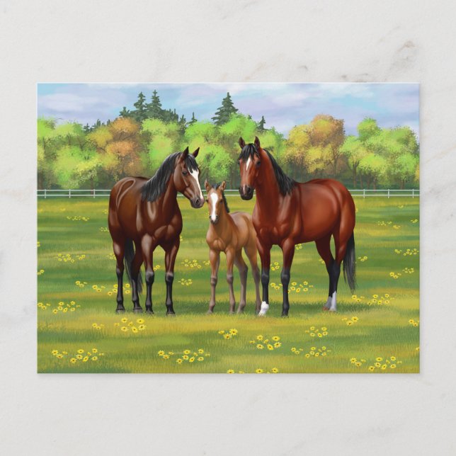 Brown Bay Quarter Horses In Summer Pasture Postcard (Front)