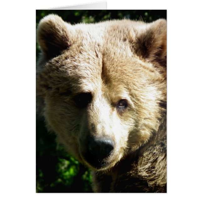 Brown bear (Front)