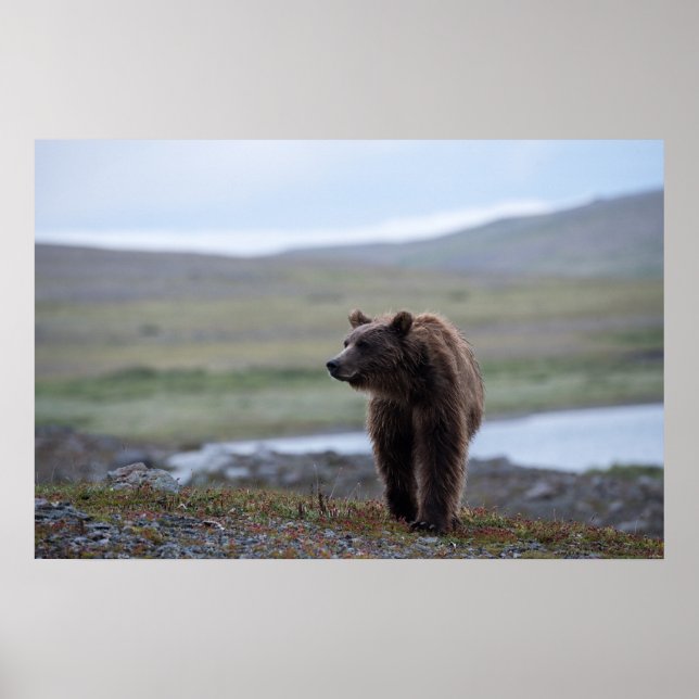 Brown Bear at the Katmai Preserve Poster (Front)