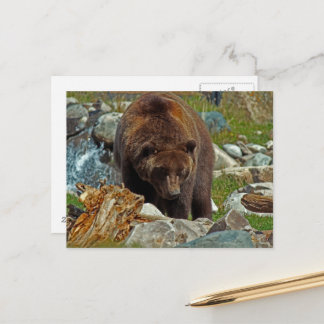 Brown Bear at Yellowstone Postcard