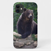 Brown bear