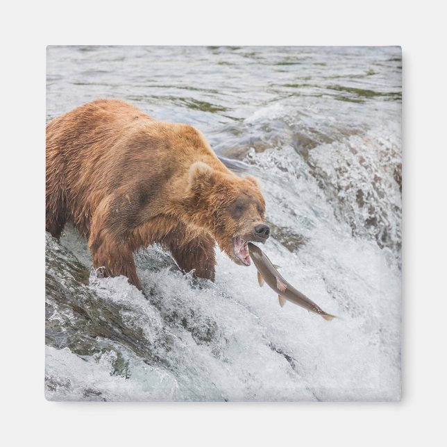 Brown Bear Catches Red Salmon Magnet (Front)
