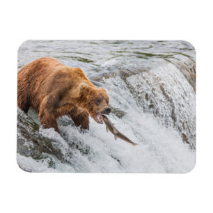 Brown Bear Catches Red Salmon Magnet