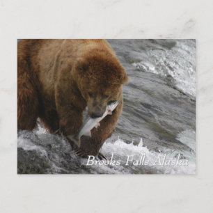 Brown bear caught a salmon in Brooks Falls Alaska Postcard