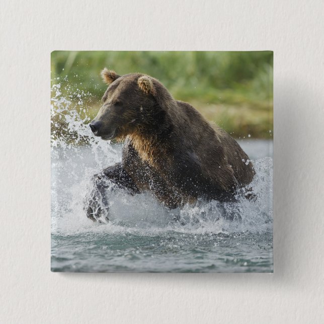Brown Bear chasing salmon in river 15 Cm Square Badge (Front)
