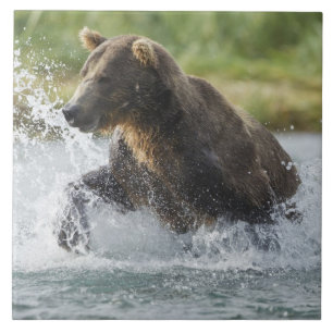 Brown Bear chasing salmon in river Ceramic Tile