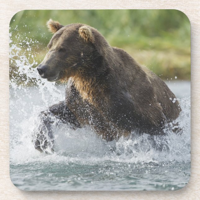 Brown Bear chasing salmon in river Coaster (Front)