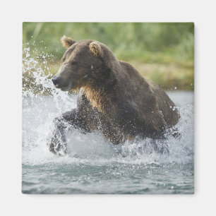 Brown Bear chasing salmon in river Magnet