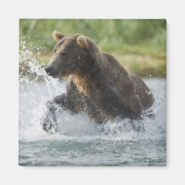 Brown Bear chasing salmon in river Magnet (Front)