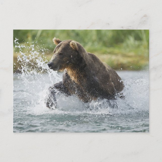 Brown Bear chasing salmon in river Postcard (Front)