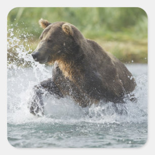 Brown Bear chasing salmon in river Square Sticker