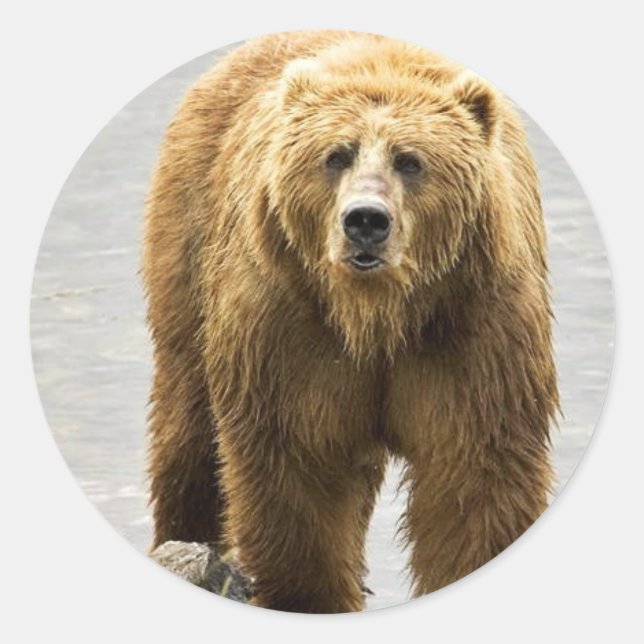 Brown bear classic round sticker (Front)