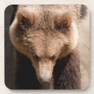 Brown bear coaster