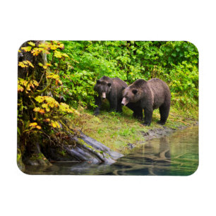 Brown Bear & Cub Hyder, Alaska Magnet