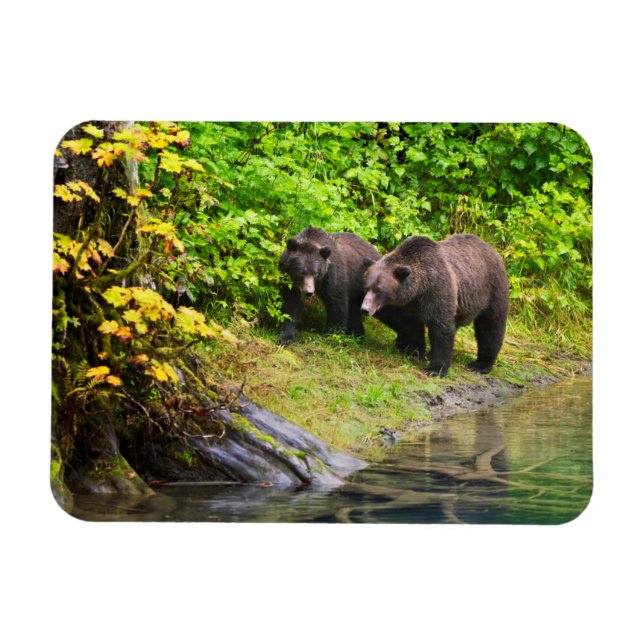 Brown Bear & Cub | Hyder, Alaska Magnet (Horizontal)