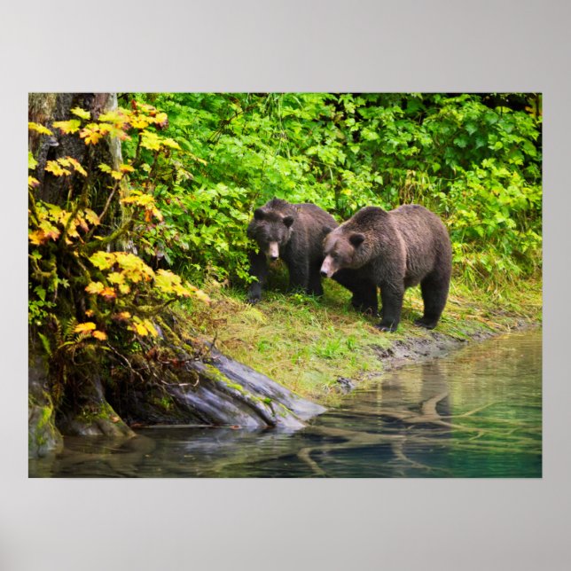 Brown Bear & Cub | Hyder, Alaska Poster (Front)