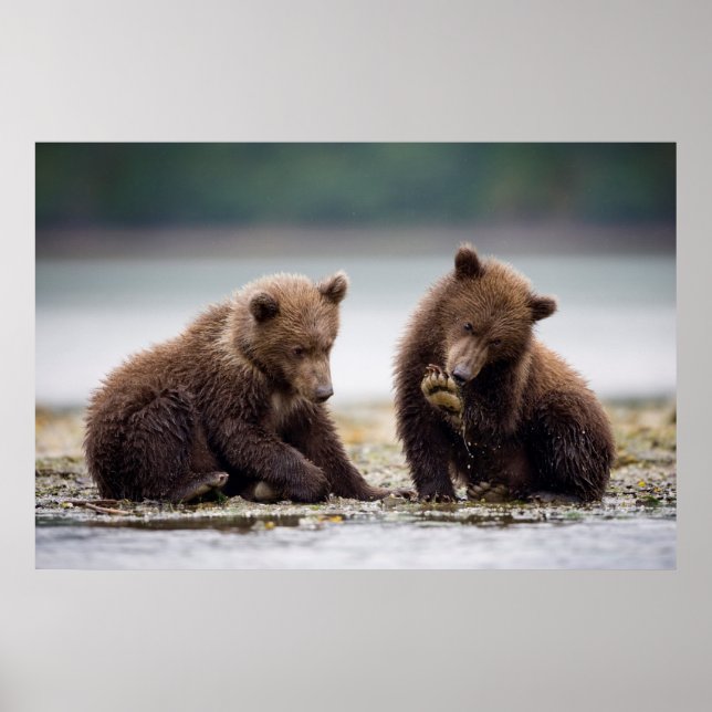 Brown Bear Cubs by the Stream Poster (Front)