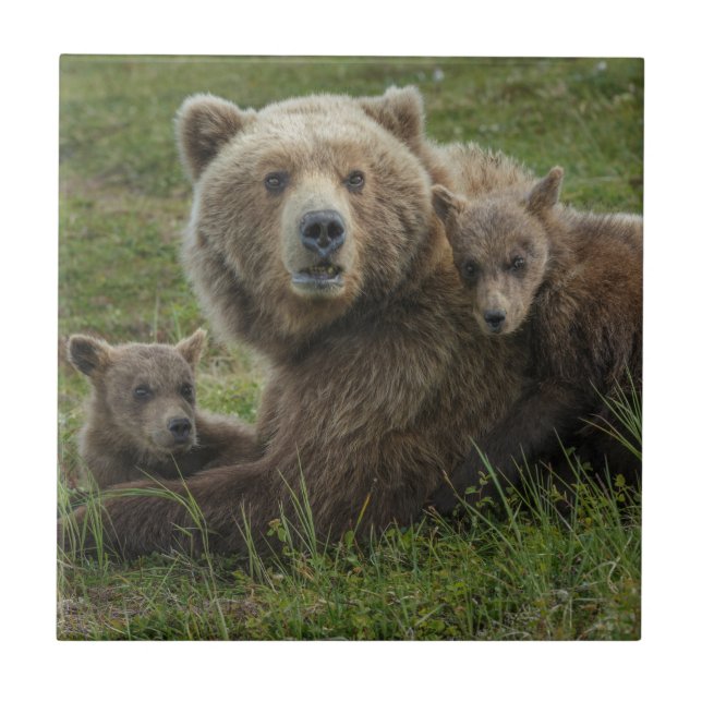 Brown Bear Cubs Cuddling with their Mother Ceramic Tile (Front)
