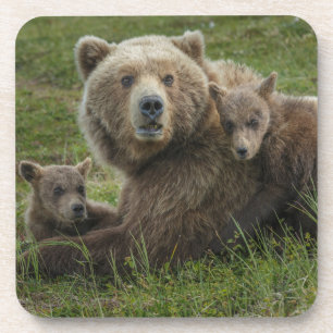 Brown Bear Cubs Cuddling with their Mother Coaster