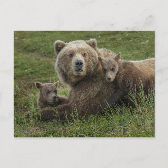 Brown Bear Cubs Cuddling with their Mother Postcard (Front)
