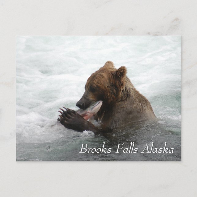 Brown bear eating salmon in Brooks Falls Alaska  Postcard (Front)