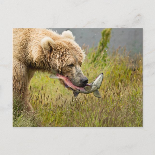Brown Bear Eating Salmon Postcard (Front)