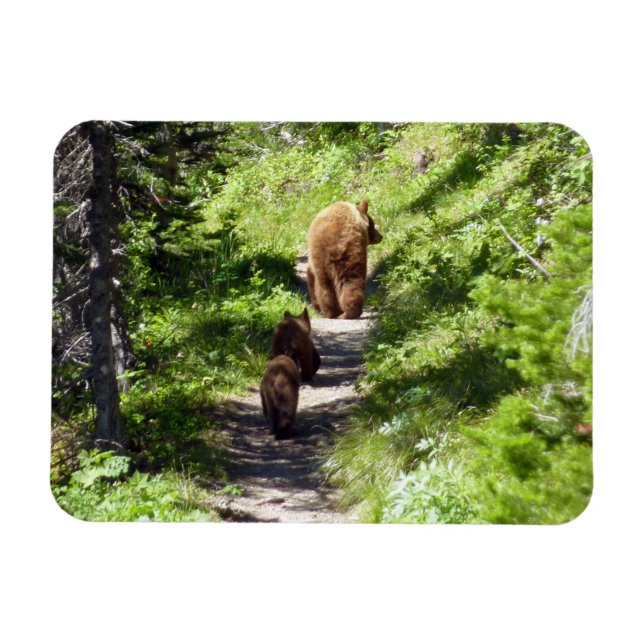 Brown Bear Family Magnet (Horizontal)