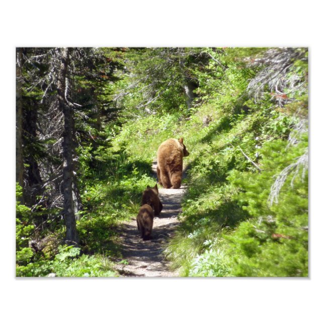Brown Bear Family Photo Print (Front)