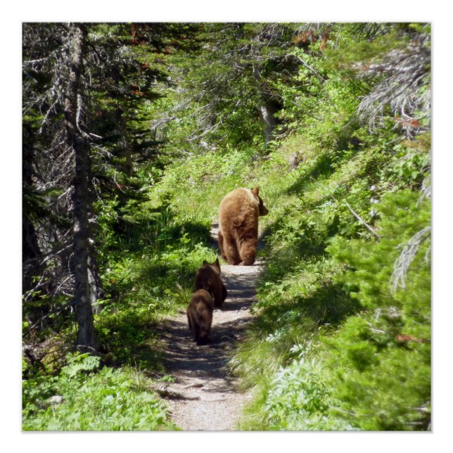 Brown Bear Family Poster (Front)