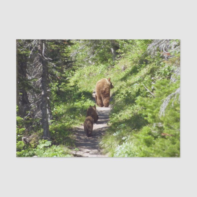 Brown Bear Family Tissue Paper (Front)