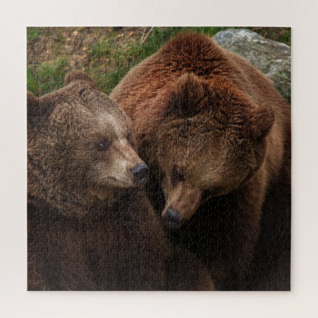 Brown Bear Female Gazing At Male Jigsaw Puzzle (Vertical)