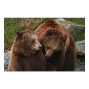 Brown Bear Female Gazing At Male Photo Print