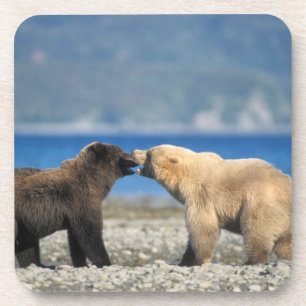 Brown bear, grizzly bear, play on the beach, coaster