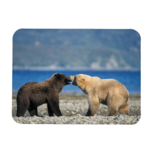 Brown bear, grizzly bear, play on the beach, magnet