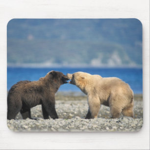 Brown bear, grizzly bear, play on the beach, mouse pad