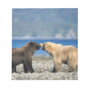 Brown bear, grizzly bear, play on the beach, notepad