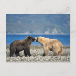 Brown bear, grizzly bear, play on the beach, postcard