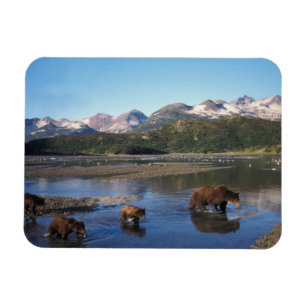 Brown bear, grizzly bear, sow and cubs in magnet