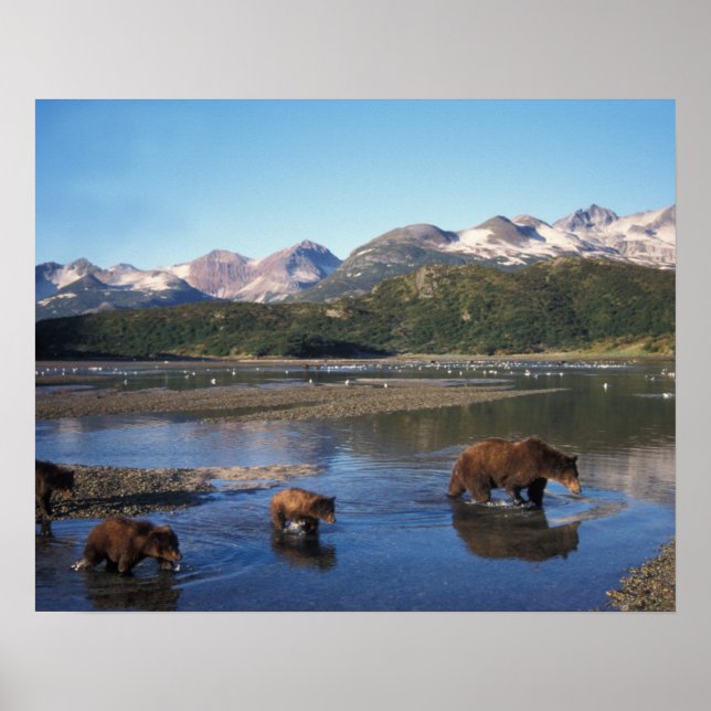 Brown bear, grizzly bear, sow and cubs in poster (Front)