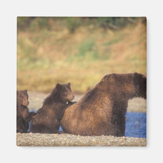 Brown bear, grizzly bear, sow with cubs, magnet (Front)