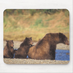 Brown bear, grizzly bear, sow with cubs, mouse pad