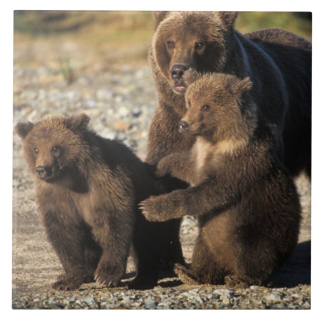 Brown bear, grizzly bear, sow with cubs on coast ceramic tile (Front)