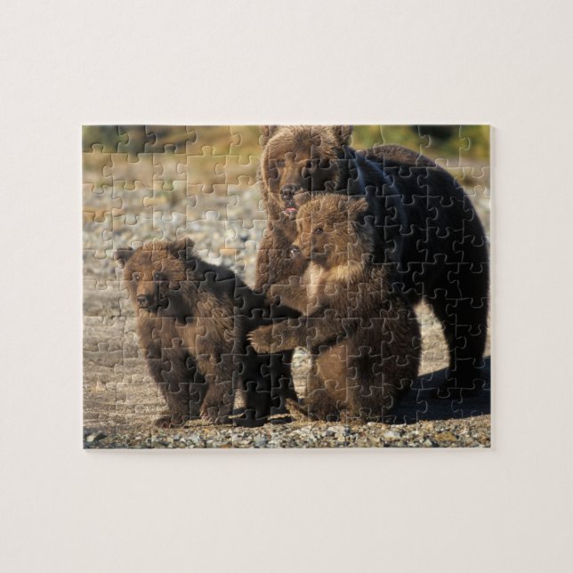 Brown bear, grizzly bear, sow with cubs on coast jigsaw puzzle (Horizontal)