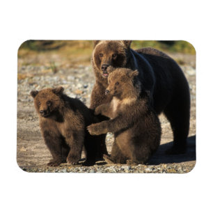 Brown bear, grizzly bear, sow with cubs on coast magnet