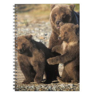 Brown bear, grizzly bear, sow with cubs on coast notebook