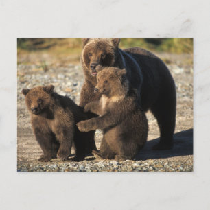 Brown bear, grizzly bear, sow with cubs on coast postcard